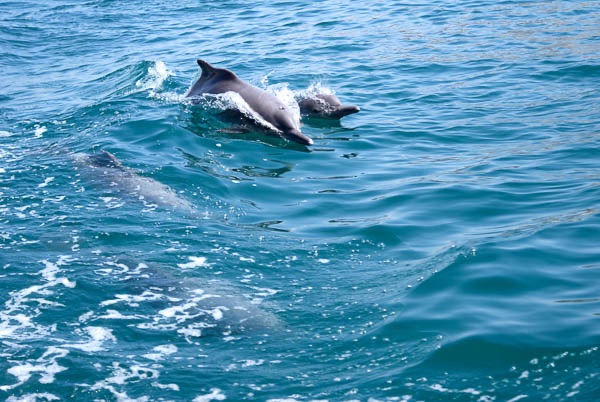 Dolphin