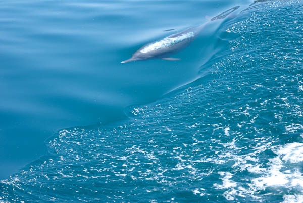 Dolphin under water