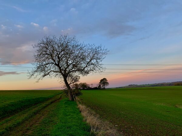 Lonely Tree