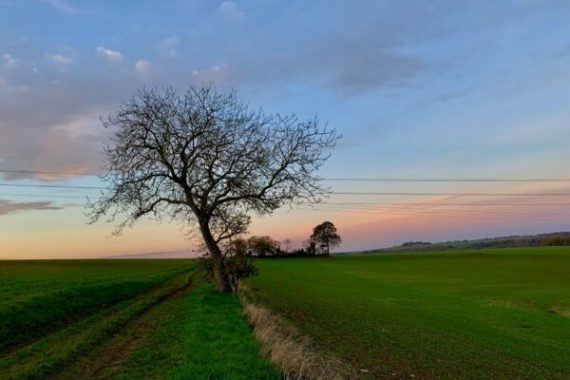 Lonely Tree